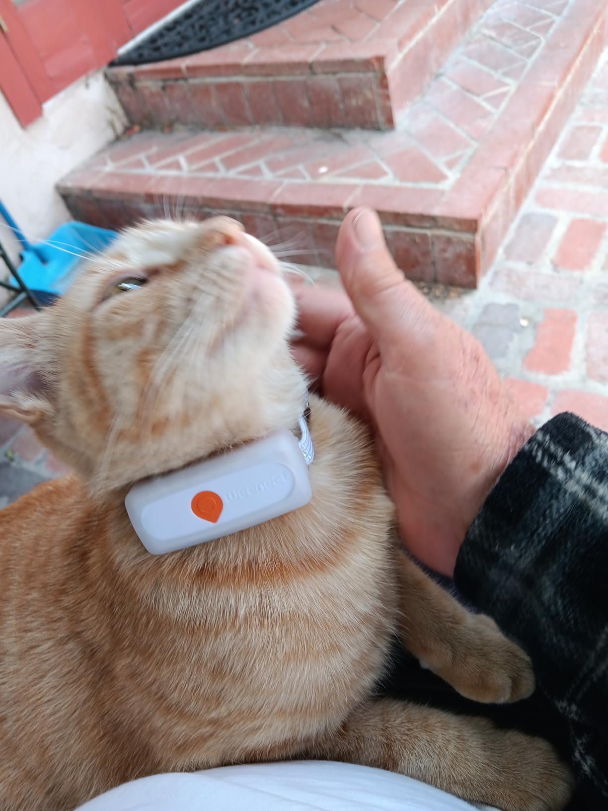 Weenect Cat XS - New GPS Tracker for Cats | Real-time Mini GPS Tracker for Cats | Smallest Model on The Market | Collar Included | Subscription Required customer photo 2