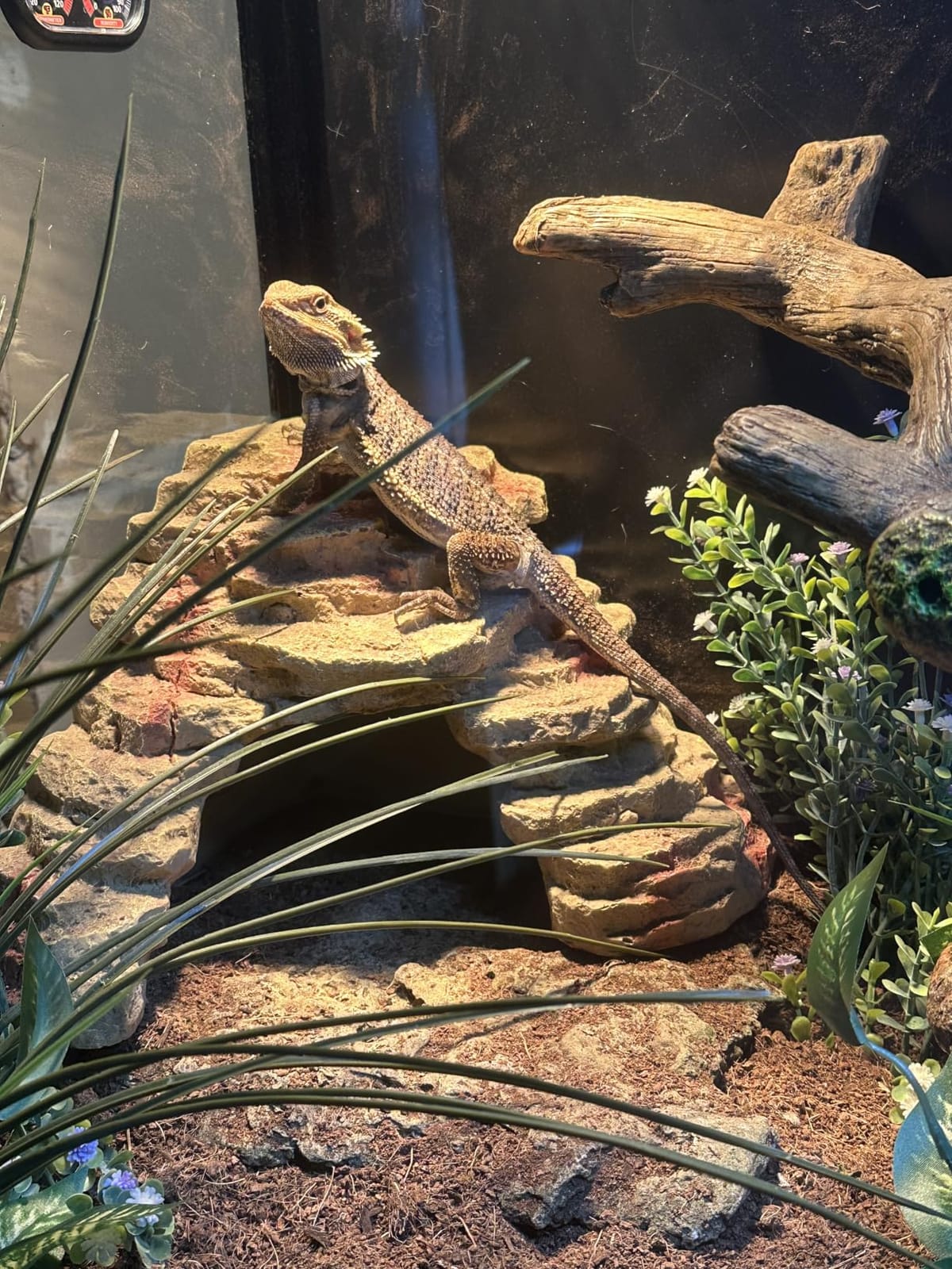 Phailozoo 120 Gallon Reptile Tank, Stackable 4x2x2 Reptile Enclosure customer photo 1