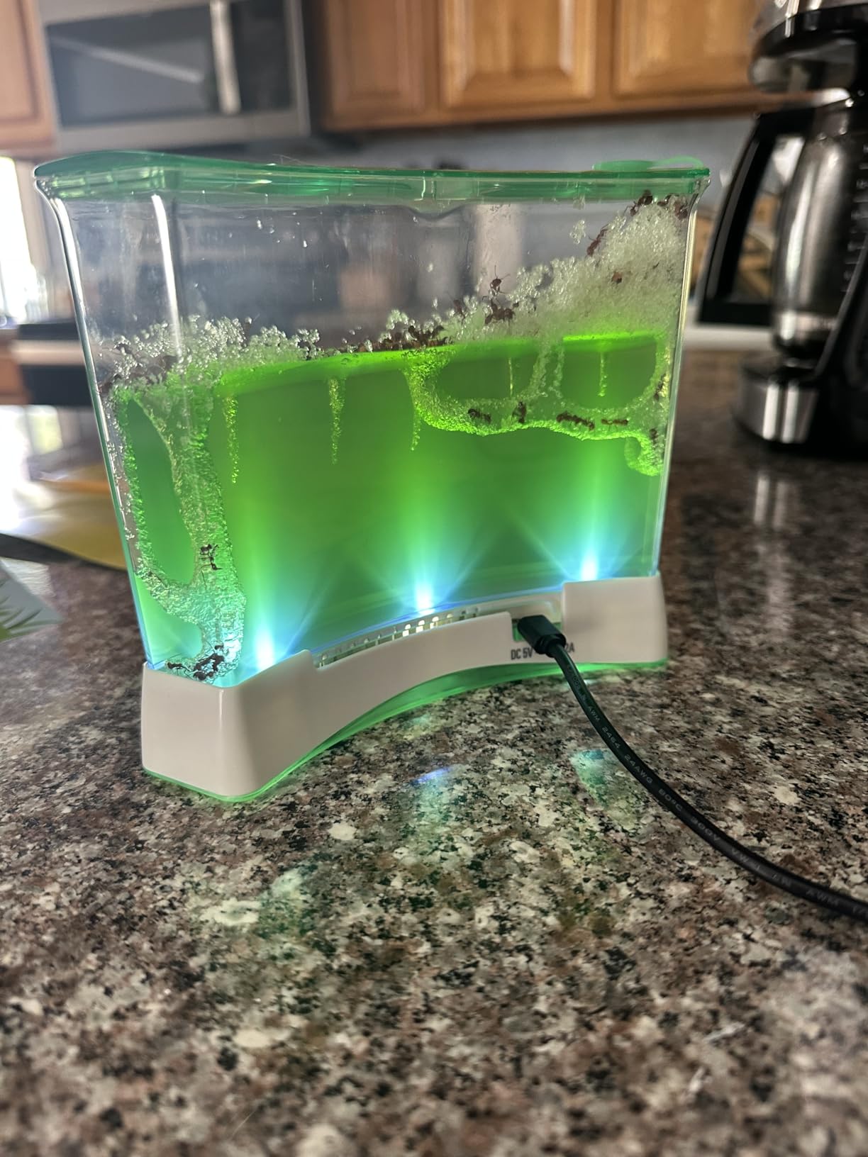 National Geographic Light-Up Ant Habitat Kit for Kids with Magnifiers | Light-Up Ant Terrarium, Built-In Magnifiers, Tunnel Starter Tool, 360-Degree Viewing, Insect Habitat, STEM Activity customer photo 2