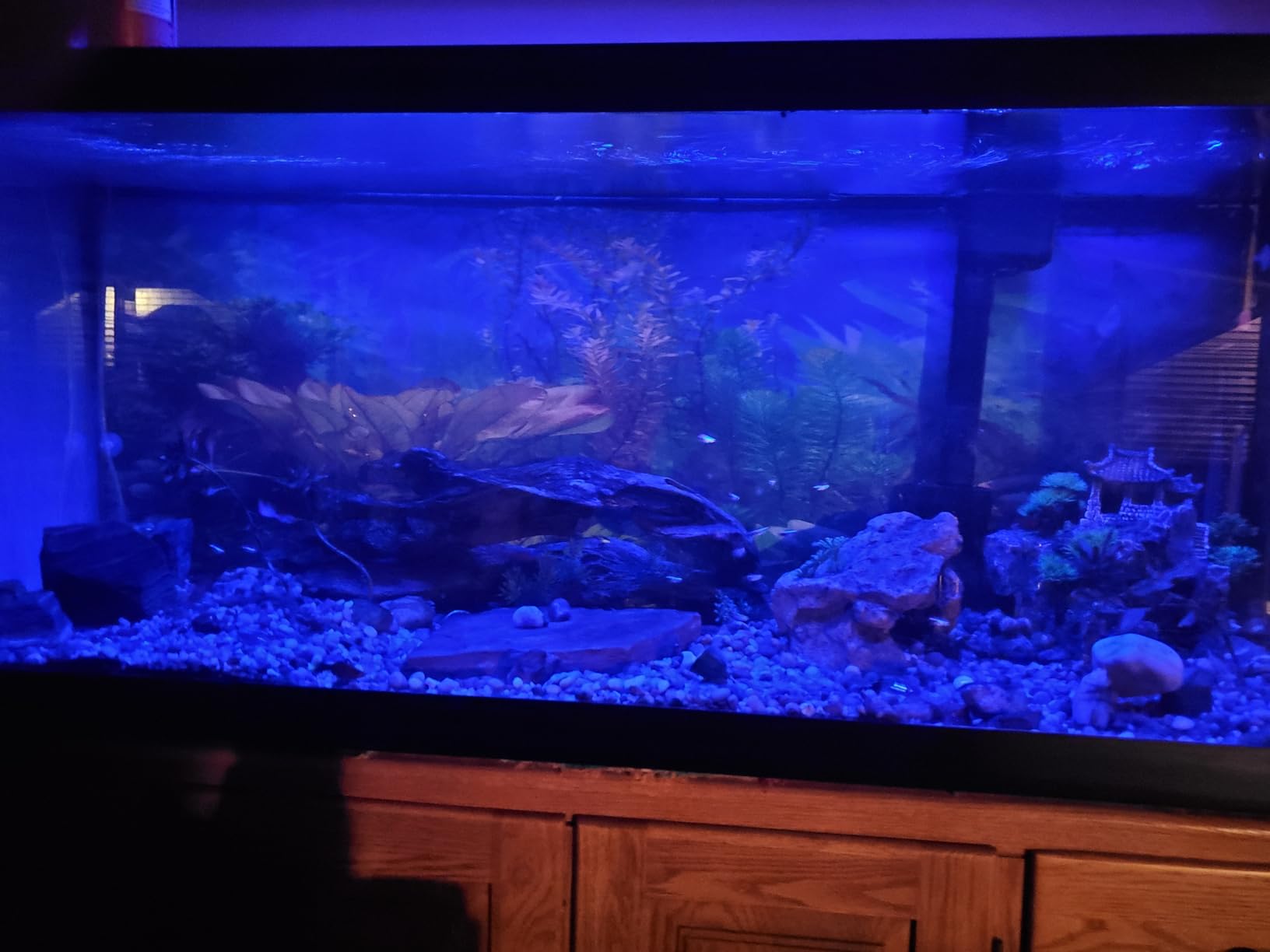 AQQA LED Aquarium Light, 24/7 & DIY Mode Full Spectrum Fish Tank Light customer photo 1