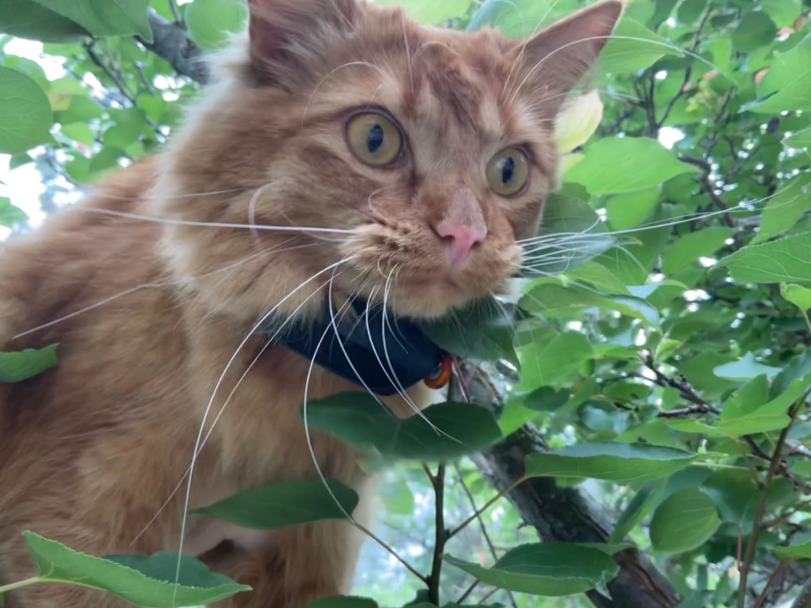 Tractive Smart Cat GPS Tracker | Real-Time Location & Wellness Monitoring for Cats 6.5 lbs+ | Territory & Location History | Up to 5-Day Battery | Breakaway Collar Included (Brown) customer photo 2