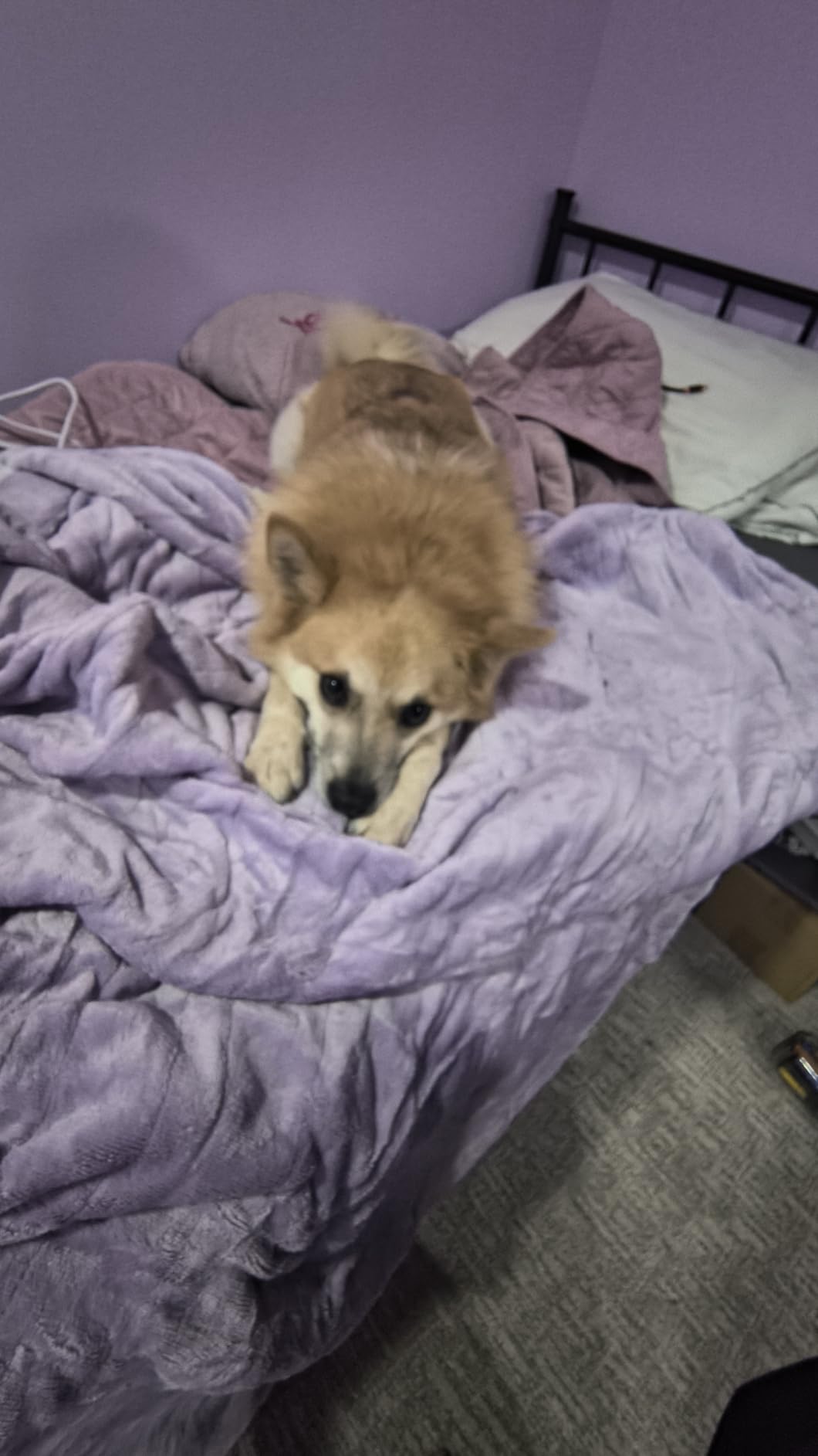 HOMLYNS Heated Throw Blanket, 5 Heat Settings & 3 Hours Timer, Purple customer photo 1
