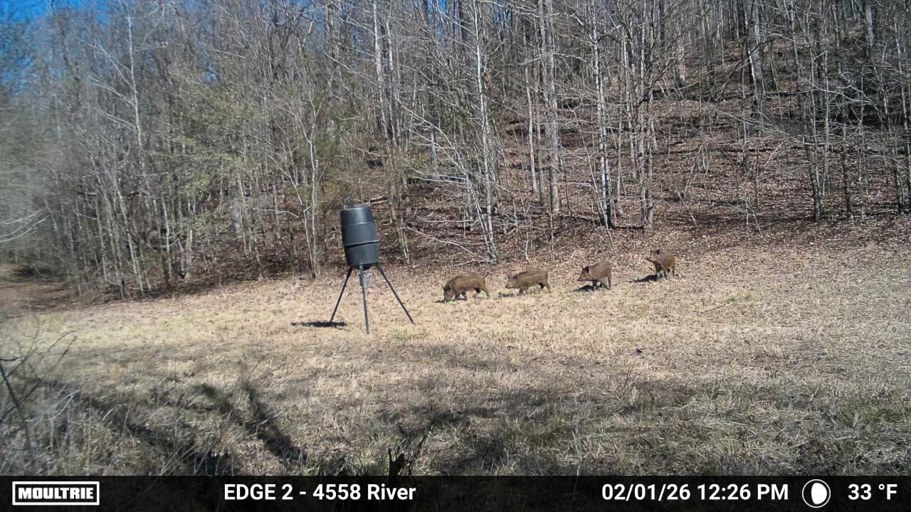 Moultrie Edge 2 Cellular Trail Camera | Scout from Anywhere, HD photos via Mobile app, 1080p video, multi-carrier, low-glow flash, 100ft detection customer photo 2