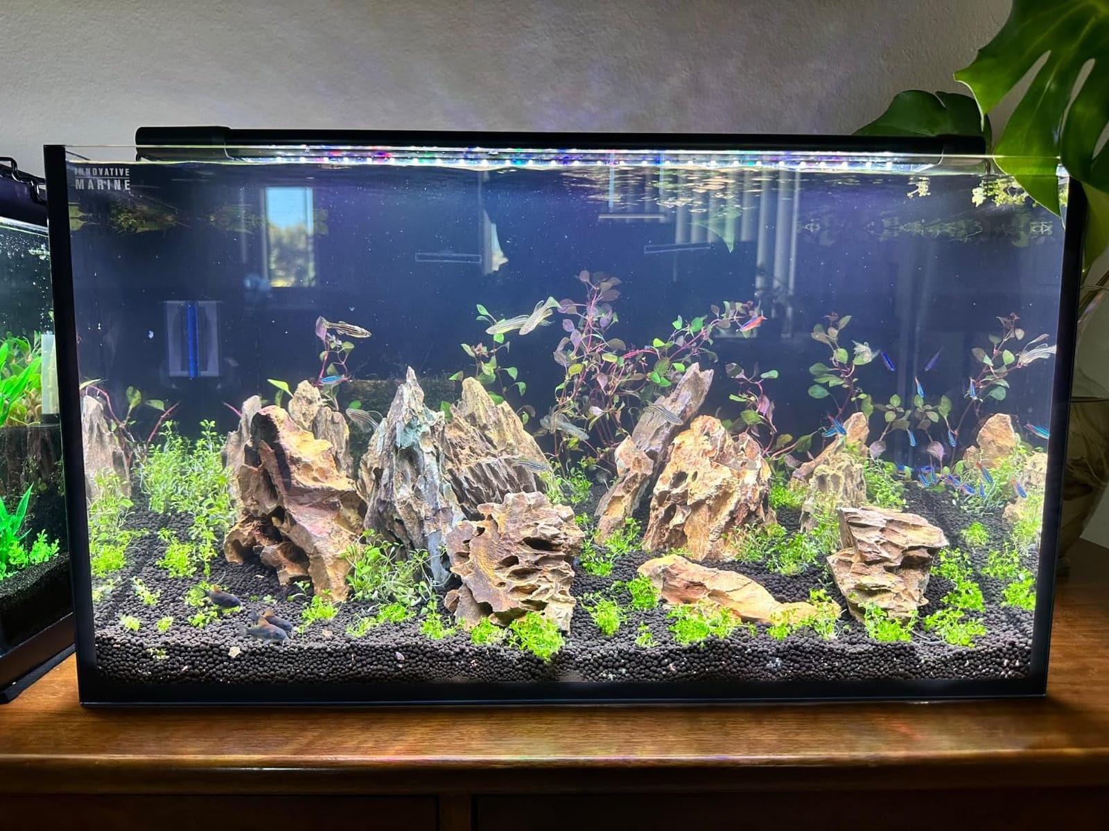 Innovative Marine Starter Kit Aquariums (25 Gallon Lagoon) customer photo 2
