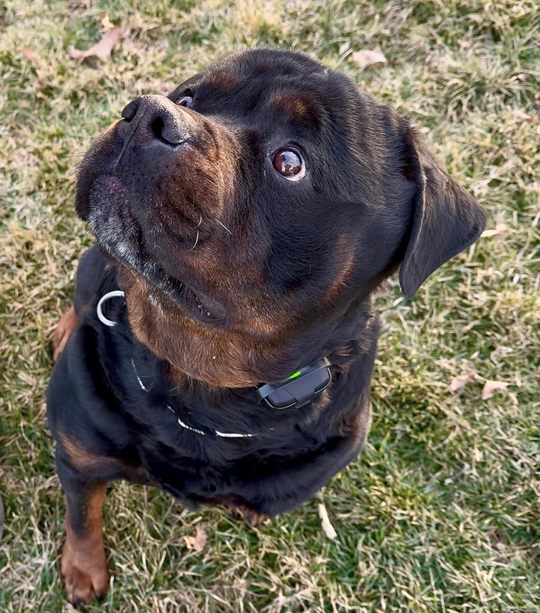 Dogtra 280X E-Collar with Remote [New Edition] 10 lbs+, 1/2 Mile Range, LED Light, 100 Levels of Precise Control for Stubborn Dogs, Waterproof, Boost for Quick Recall, Vibration, Safety Lock & Tone customer photo 1