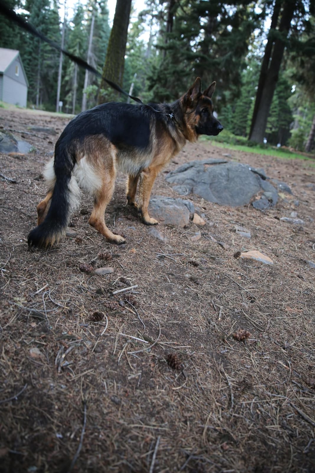 Dogtra 280X E-Collar with Remote [New Edition] 10 lbs+, 1/2 Mile Range, LED Light, 100 Levels of Precise Control for Stubborn Dogs, Waterproof, Boost for Quick Recall, Vibration, Safety Lock & Tone customer photo 2