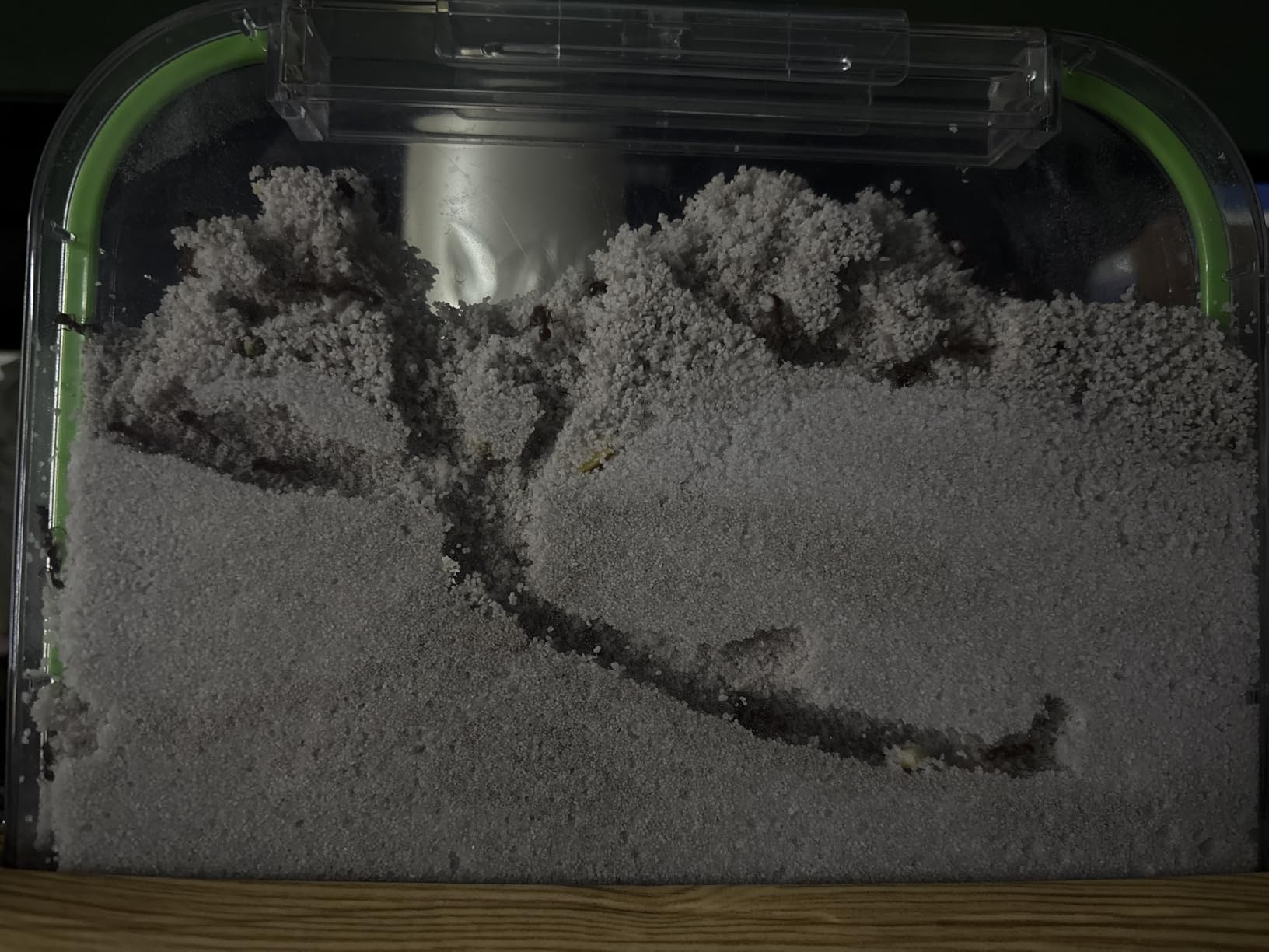 Ant Farm Kit for Kids - Farms Colony - Includes Ants Voucher - Sand Habitat customer photo 1