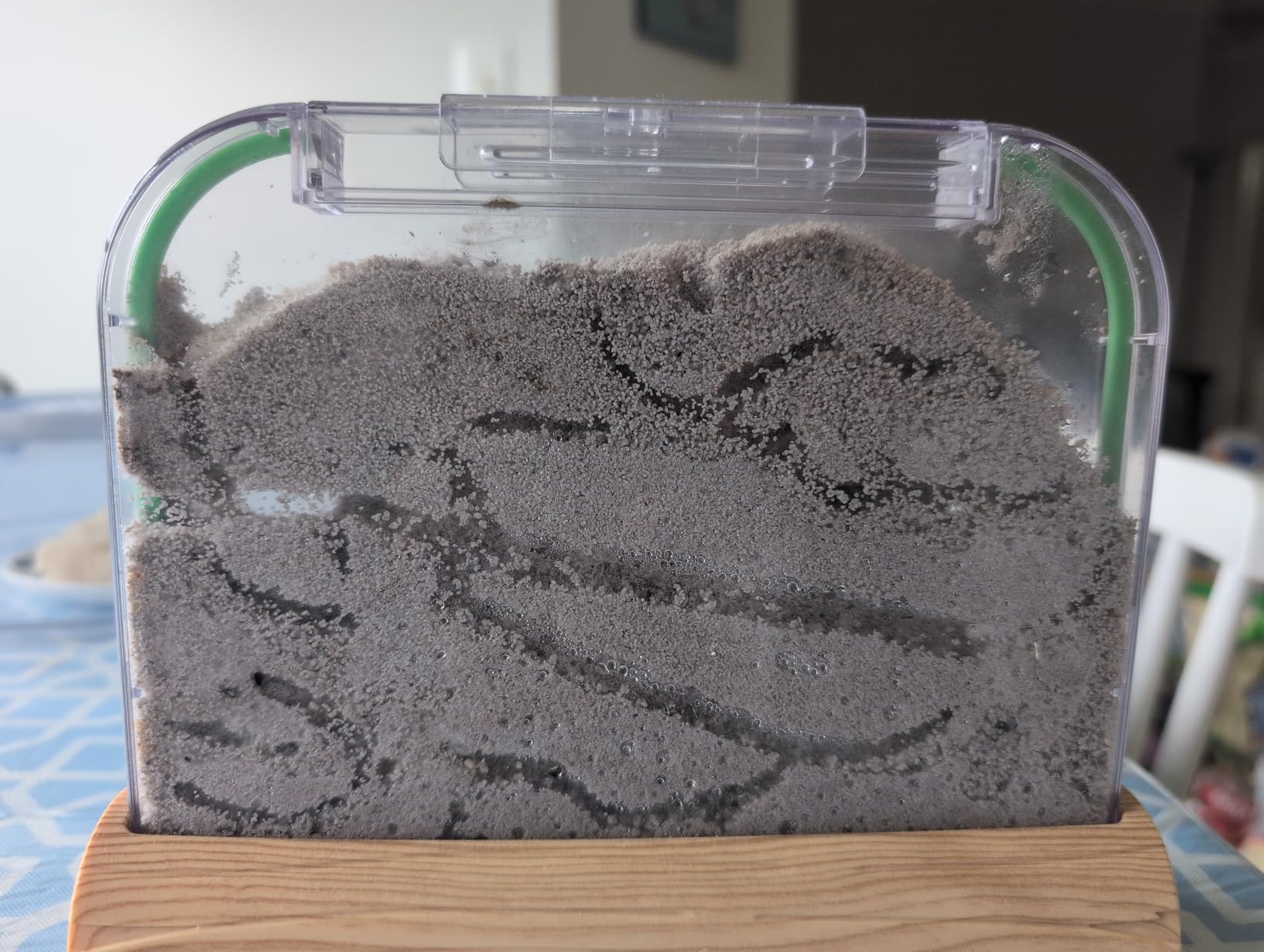Ant Farm Kit for Kids - Farms Colony - Includes Ants Voucher - Sand Habitat customer photo 2