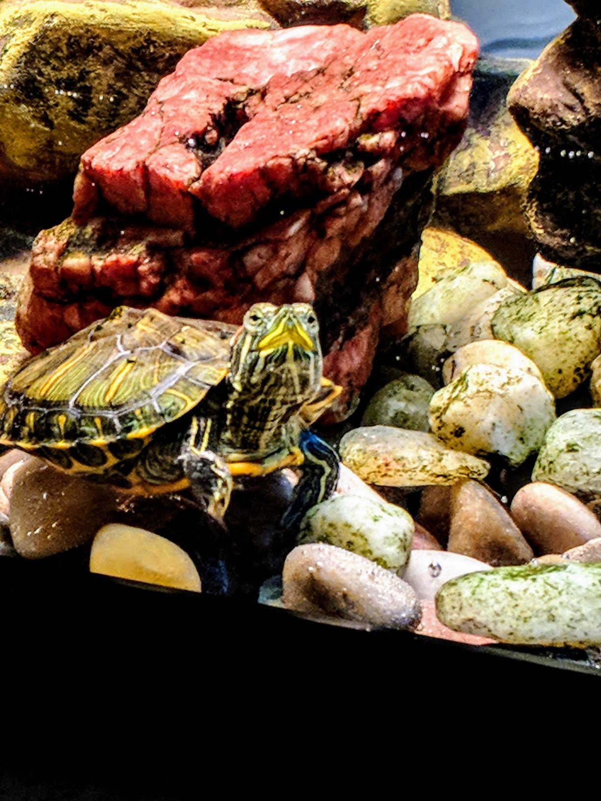 Tetra ReptoHabitat 15 Gallon Complete Kit for Reptiles, Turtles, Amphibians customer photo 1