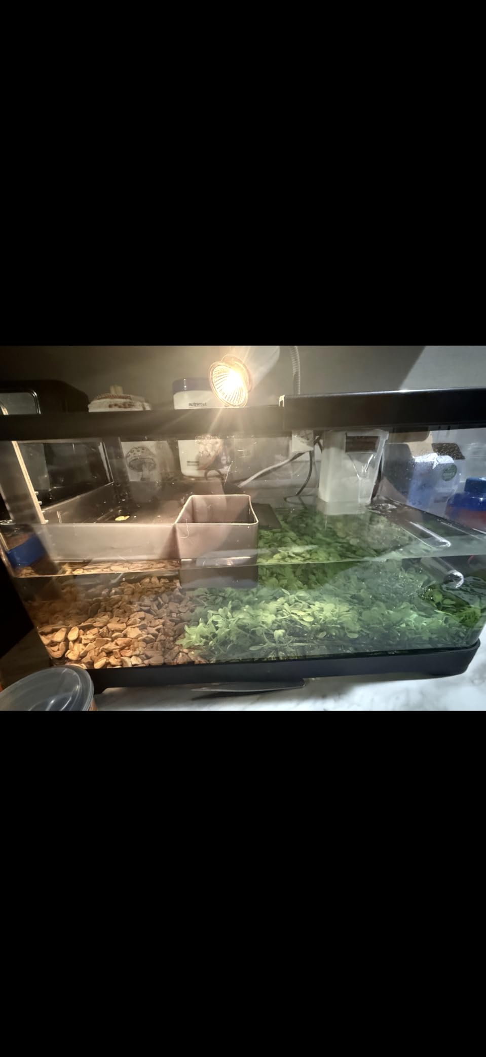 (Tank + Light + Filter + Filter Balls) Turtle Tank Kit, Turtle Tank Starter Kit,Bottom Drainage, Multi-Function Areas for Turtles, Crabs,Fishes, Amphibians,Reptiles. (15.75 x 8.64 x 8.64 Inch) customer photo 1