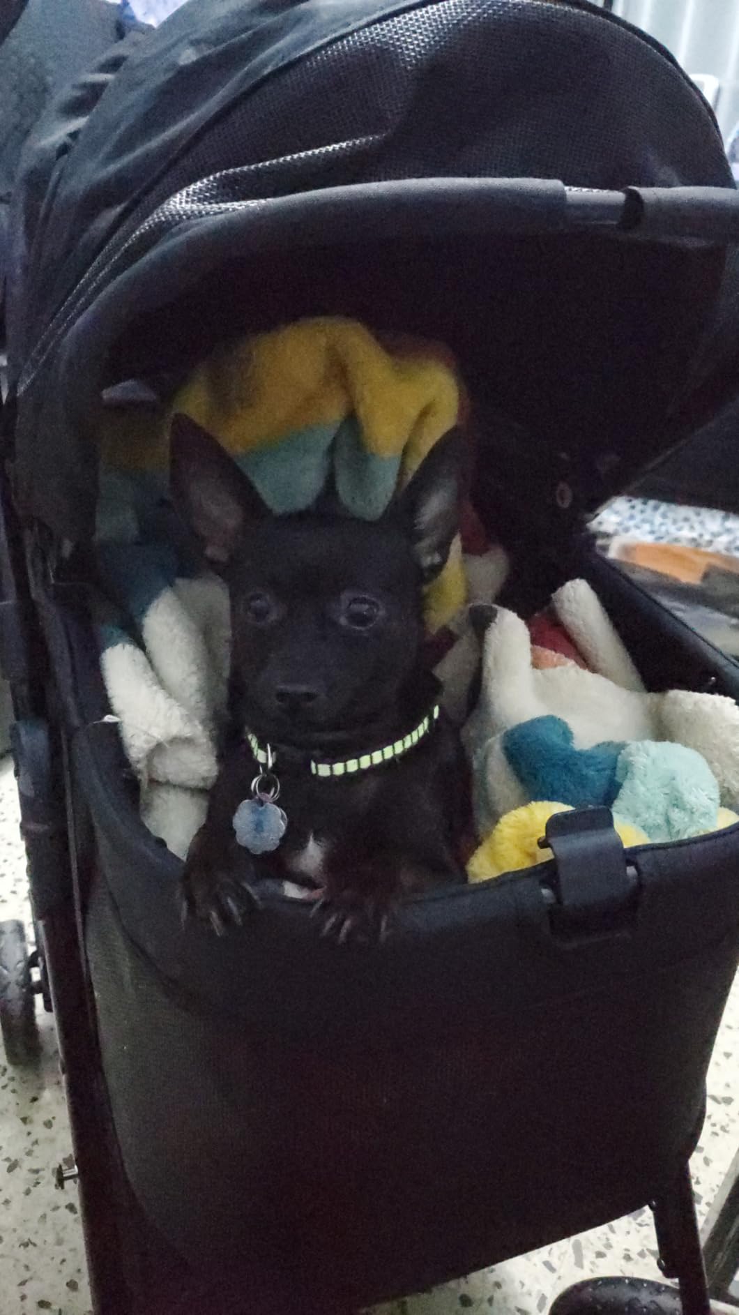 Zoosky 3 in 1 Dog Stroller, Folding Pet Stroller w/Removable Carrier | Small/Medium Dogs and Cats, Waterproof, All-Terrain & 2 Sun Shades, Car Seat, 360° Breathable Mesh customer photo 1