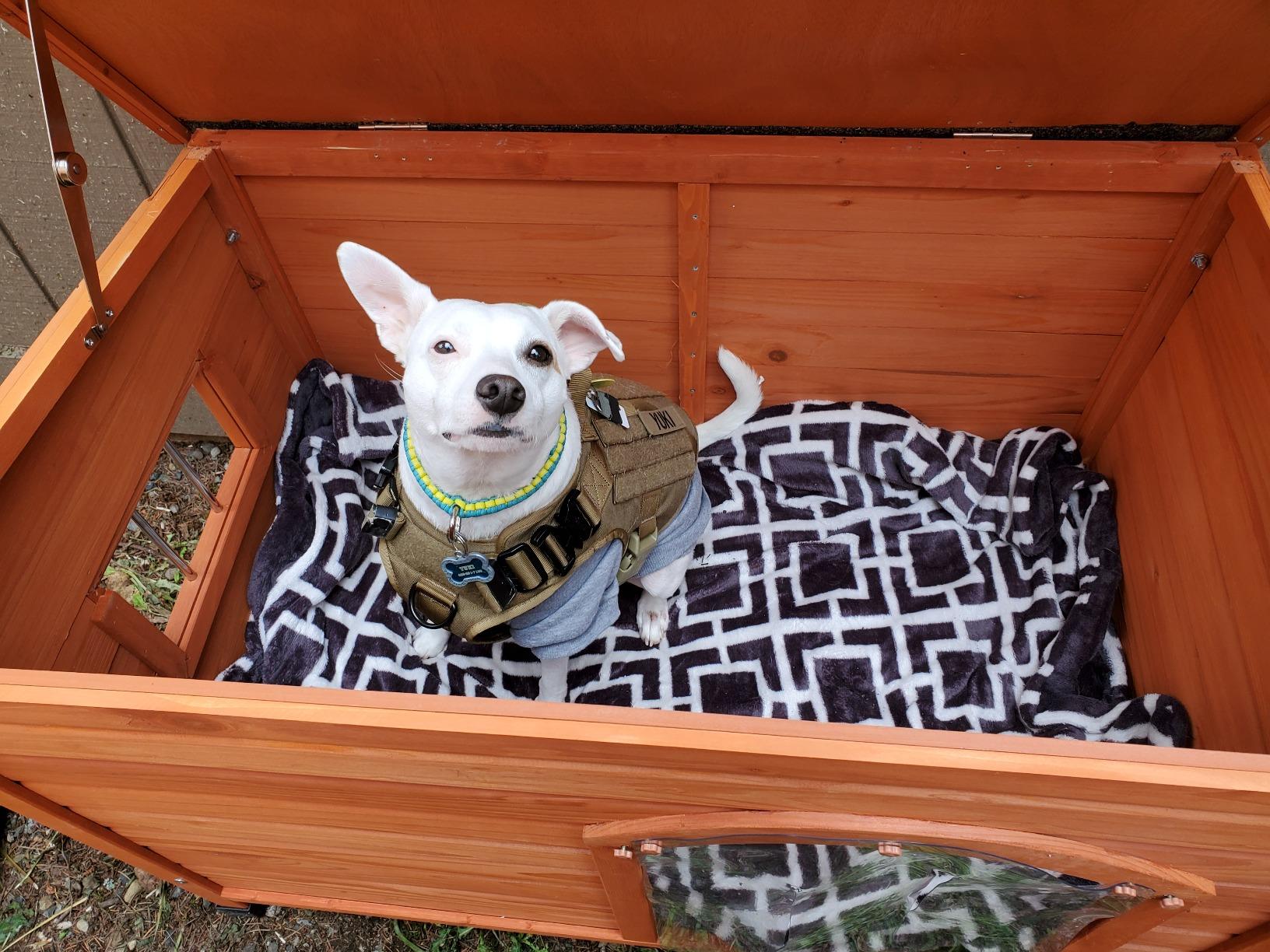 Insulated Dog House for Outside, Weatherpoof Dog House Outdoor Indoor customer photo 2