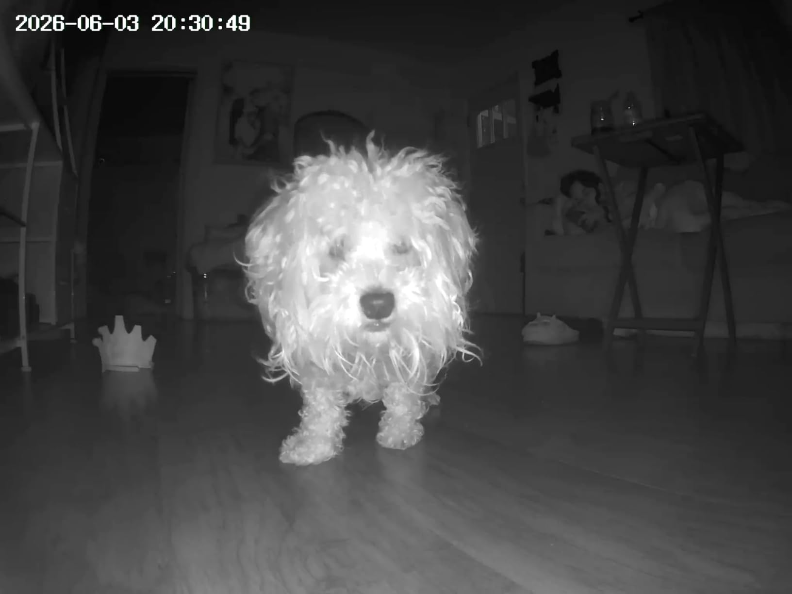 TKENPRO 5MP Ultra HD Pet Camera - Dog Camera with Treat Dispenser, Remote Treat Tossing via Phone App, 360° Auto Tracking & Motion Alerts, 5G&2.4G WiFi for Cats Indoor customer photo 2