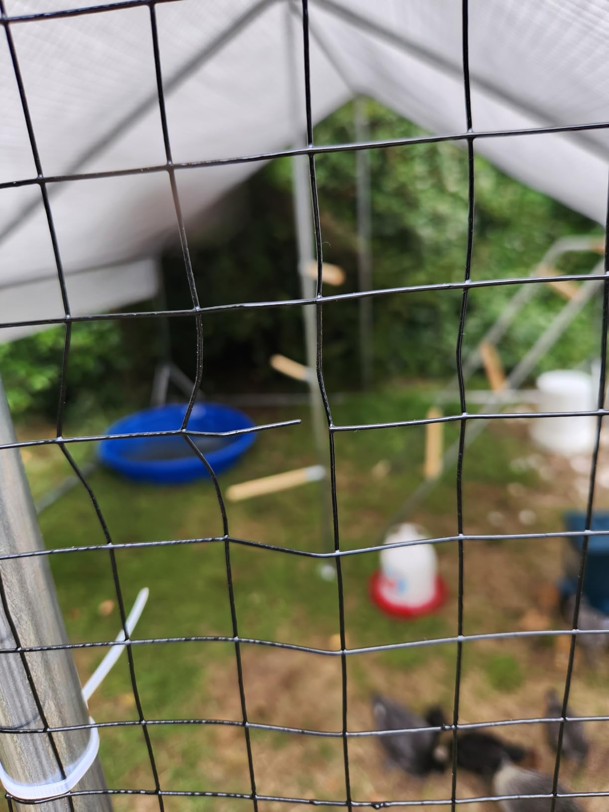 Walk-in Chicken Coop 234