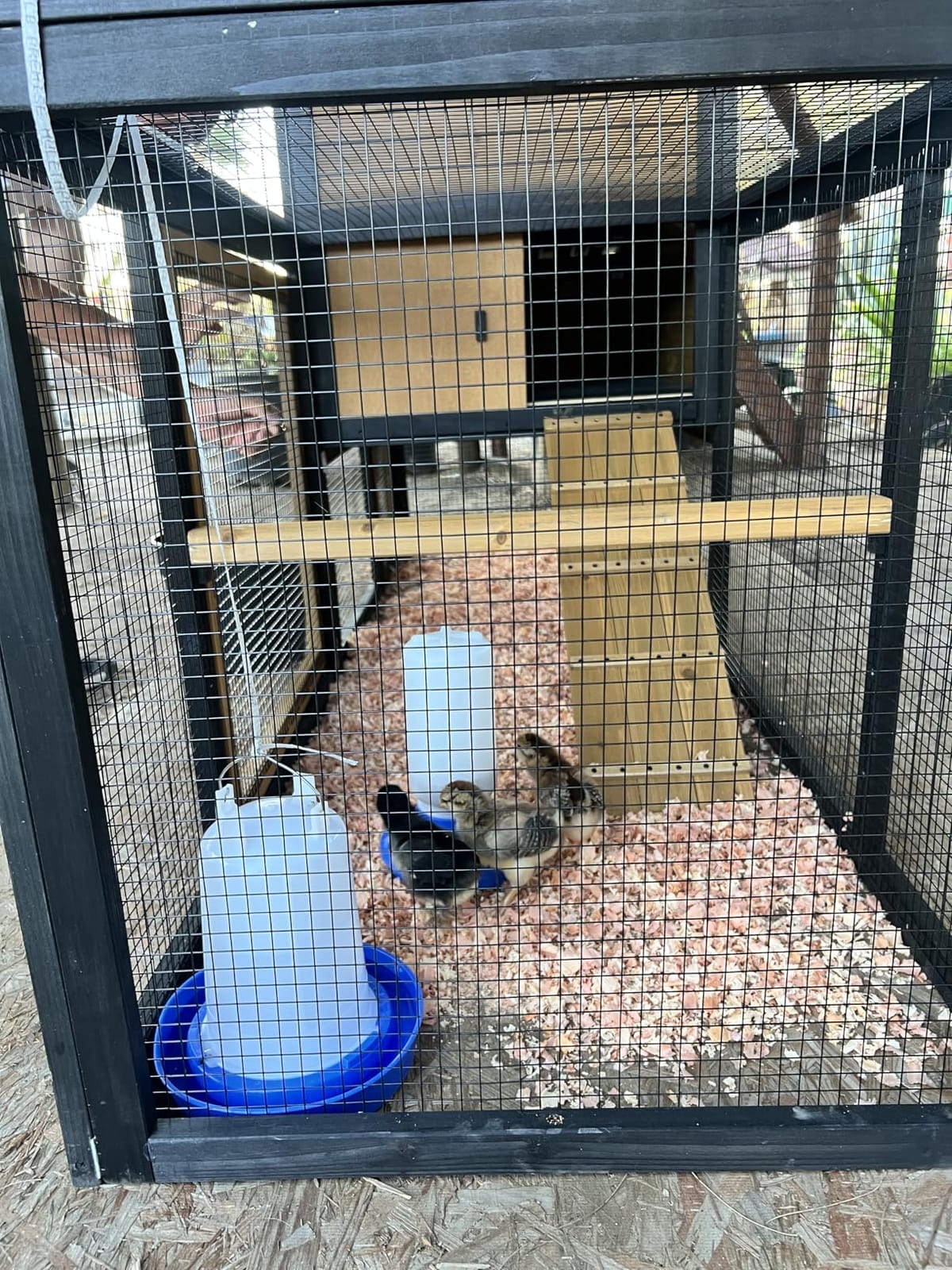 Petsfit Outdoor Chicken Coop with Run for 4-6 Chickens, 3 Nesting Boxes | 71 x 42 x 45 in; predator-resistant ground anchors, 3-door cleaning access, washable floor, 3 perches and chicken swing. customer photo 2