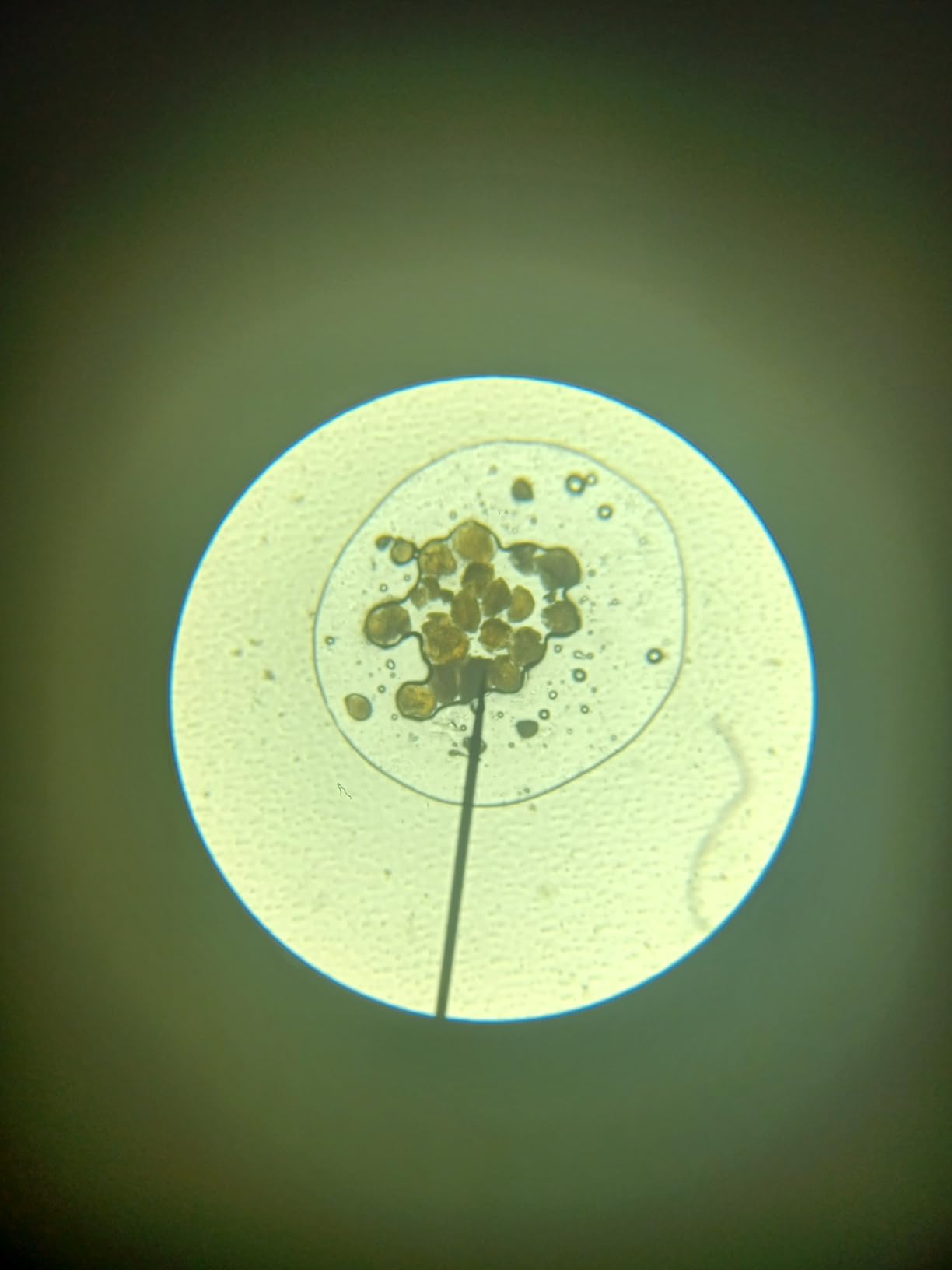 AmScope M162C-2L-PB10-WM