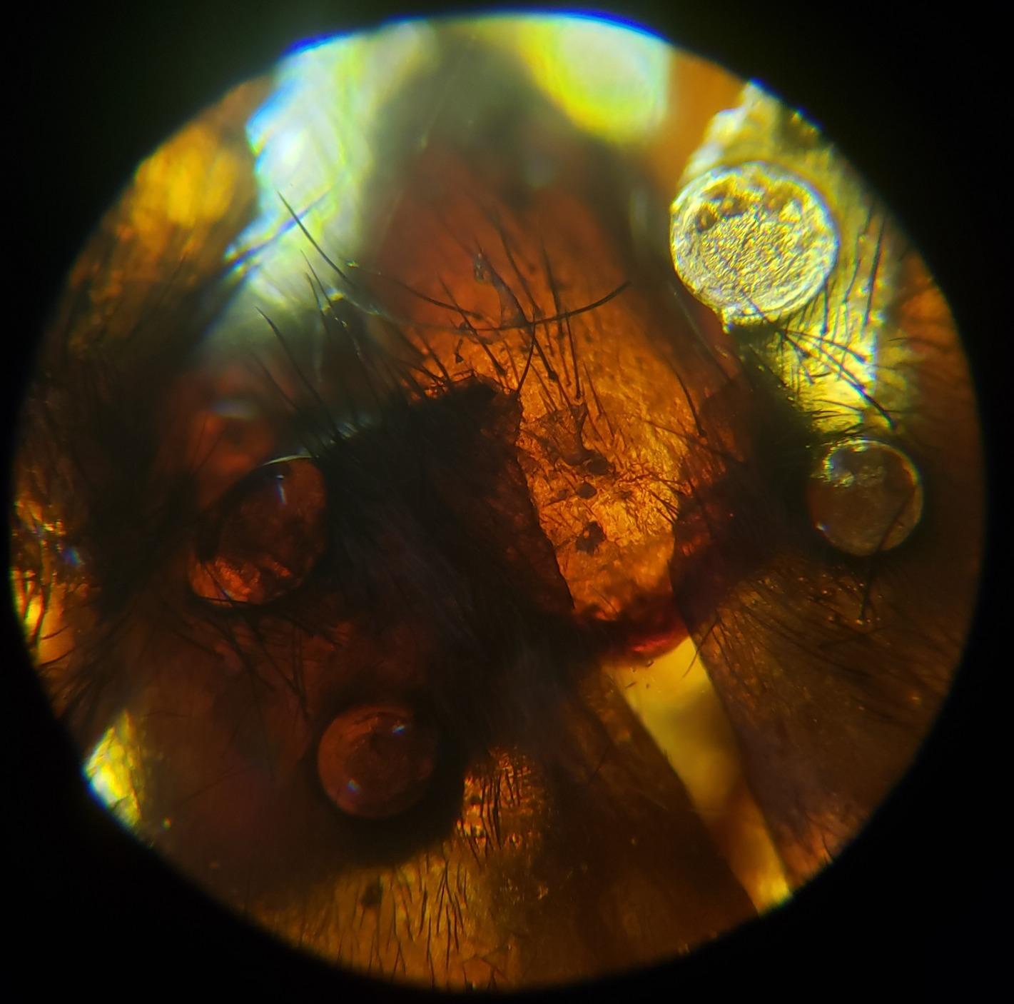 Smartphone Camera Adapter - Microscope Eyepiece Tube 23.2mm, Built-in 16X Microscope Eyepiece customer photo 1