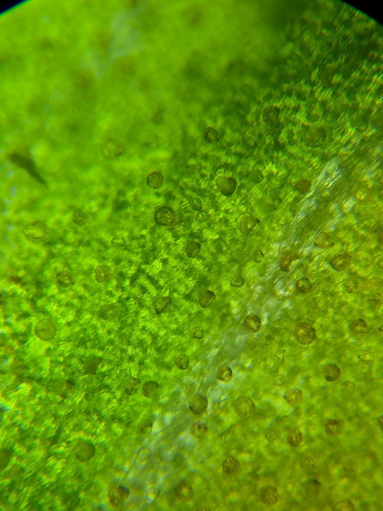 Smartphone Camera Adapter - Microscope Eyepiece Tube 23.2mm, Built-in 16X Microscope Eyepiece customer photo 2