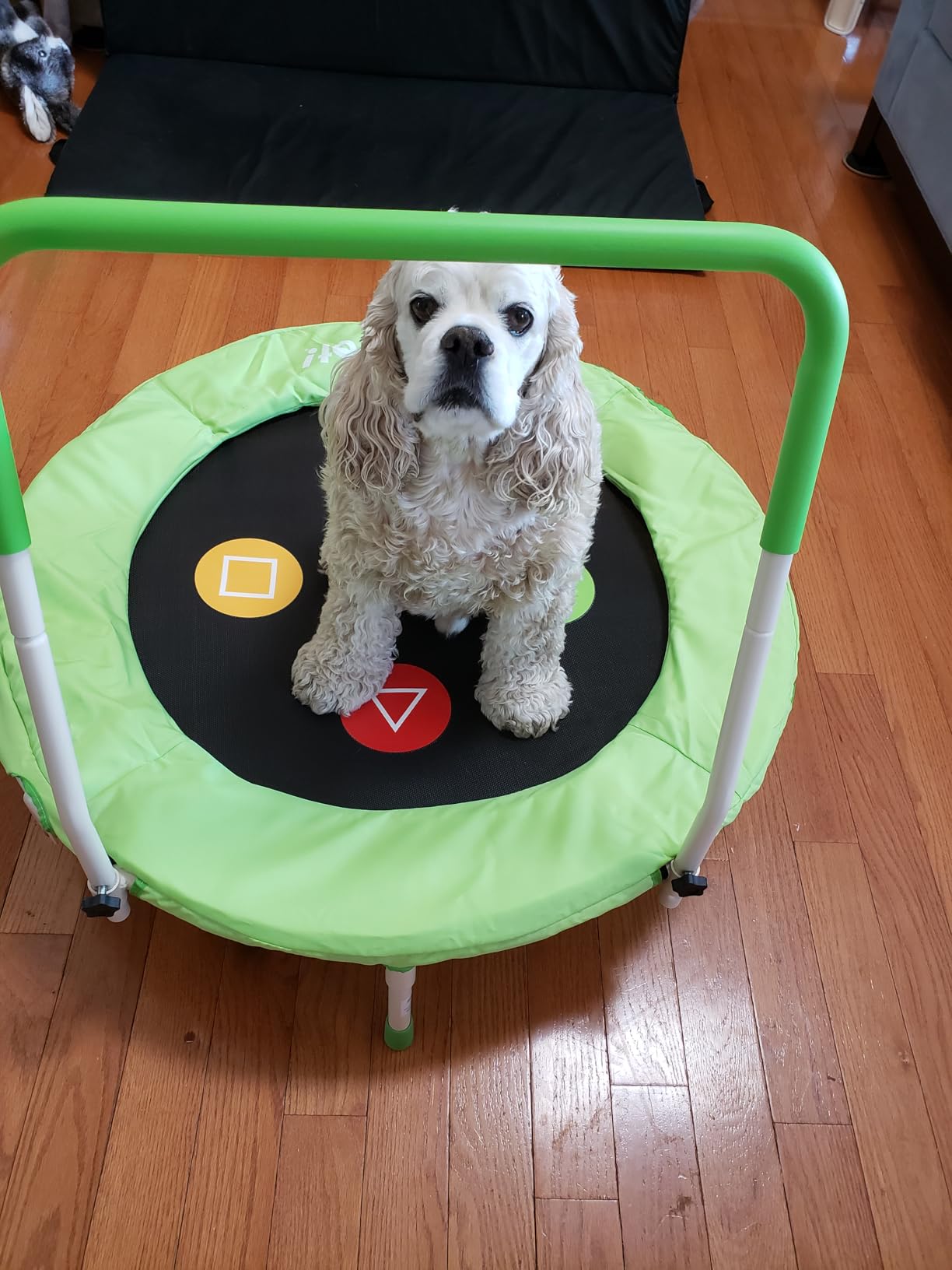 36-Inch Toddler Trampoline with Adjustable Bar, 3FT Foldable Mini Rebounder customer photo 1