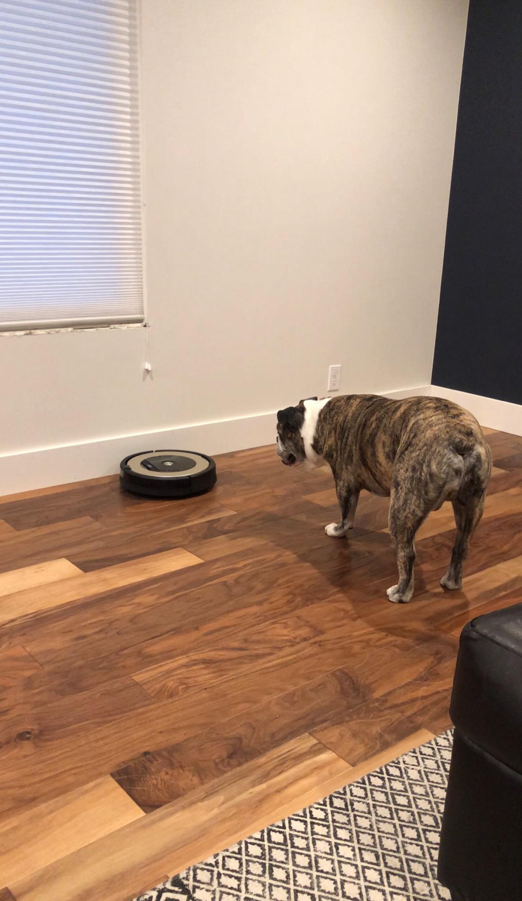 iRobot Roomba Plus 515 Robot Vacuum & Mop Combo, 22,000Pa Suction, 90 Days Self-Emptying, Multifunction Dock, Self‑Cleaning, Heated Wash & Heated Dry, Smart Obstacle Avoidance, Lifting Spinning Mops customer photo 1